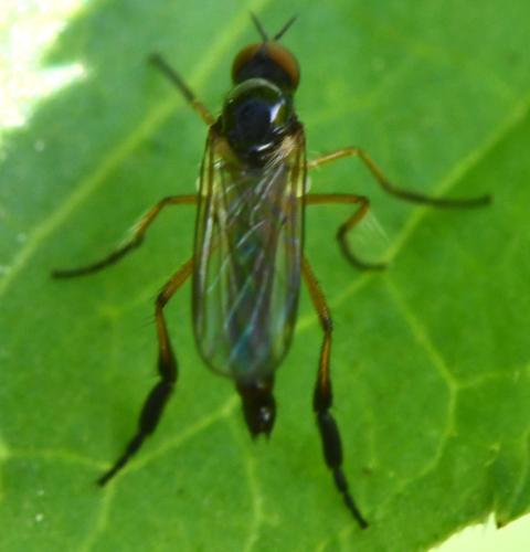 Empis nigritarsis